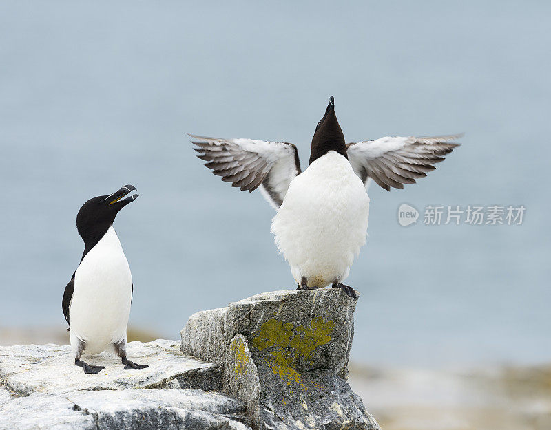 Razorbill, Alca Torda，两只鸟，一对，展开翅膀。